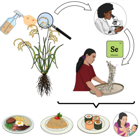 biofortificacao arroz