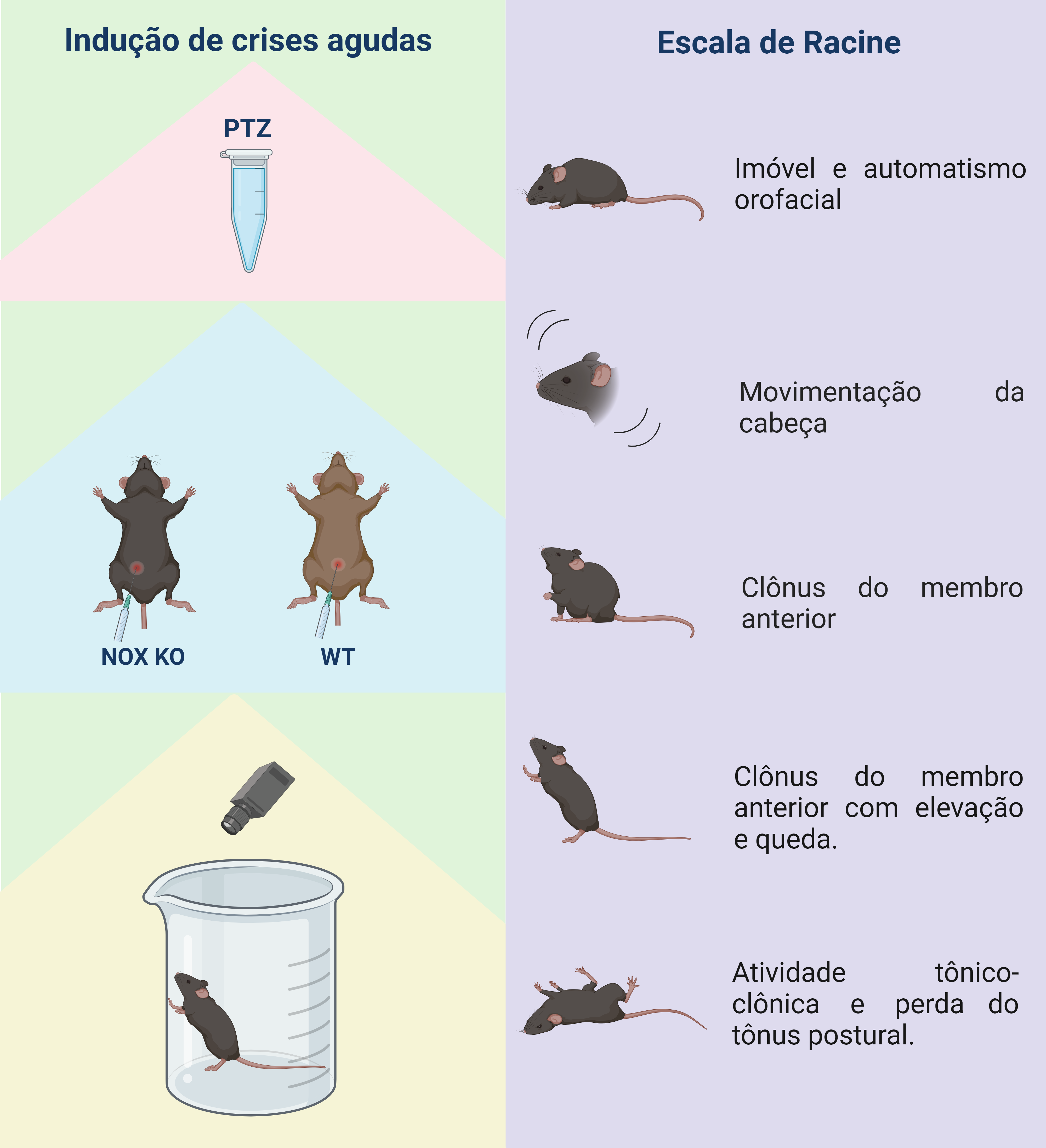 figura 2