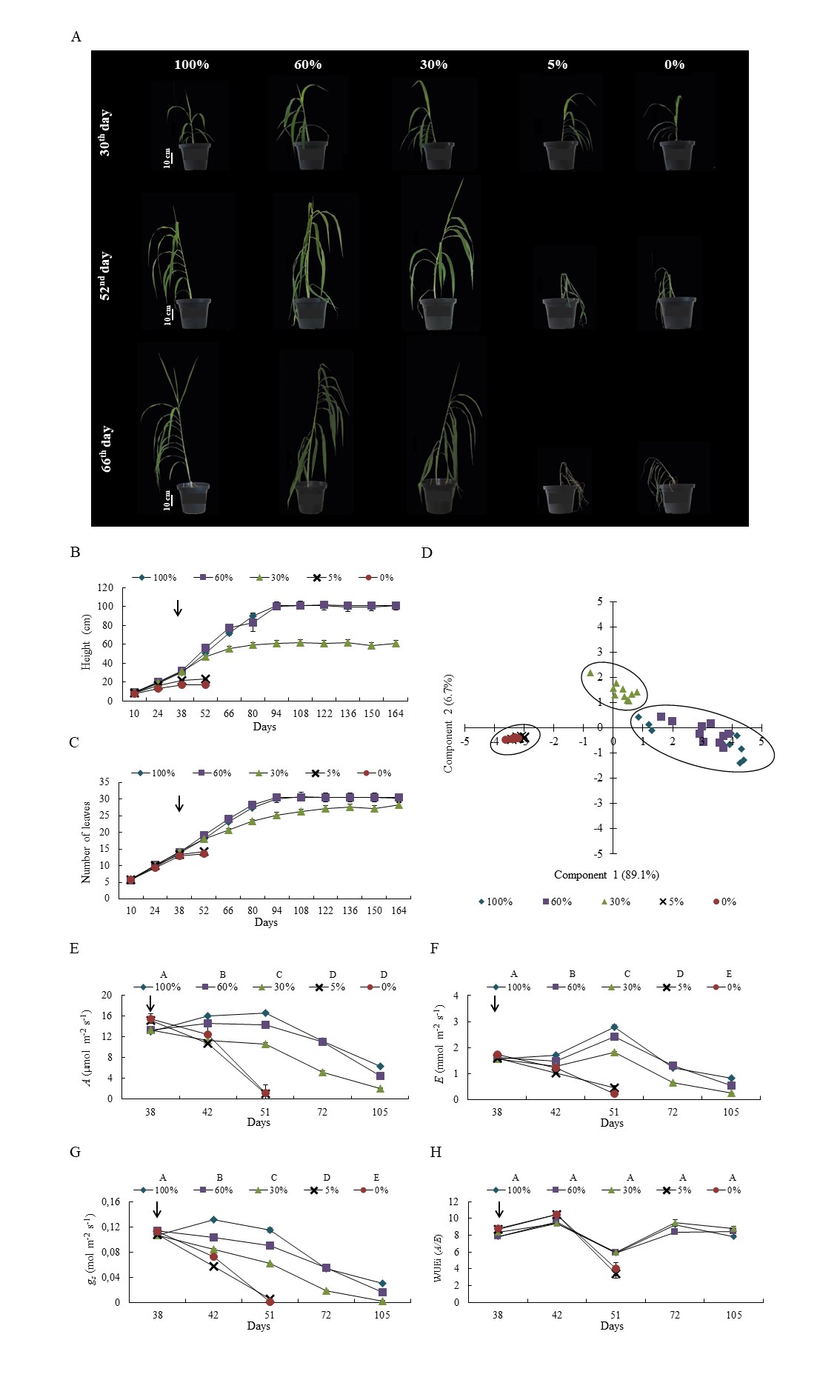 figure 1.apperance height and number of leaves gas exchange v2